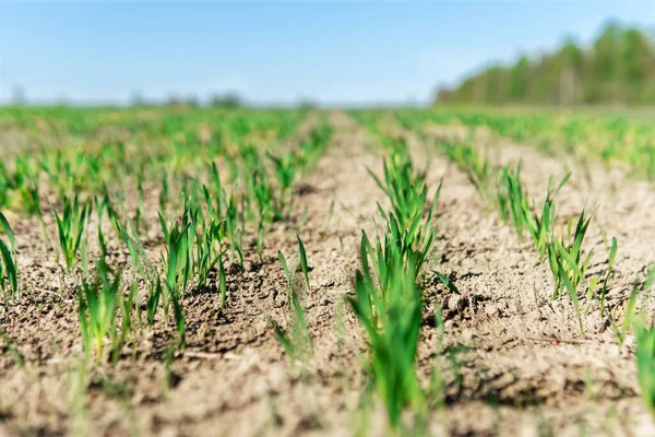 Tarwe of haver of rogge zaailingen groeien op een landbouwkundig veld in de lente ochtend. — Stockfoto