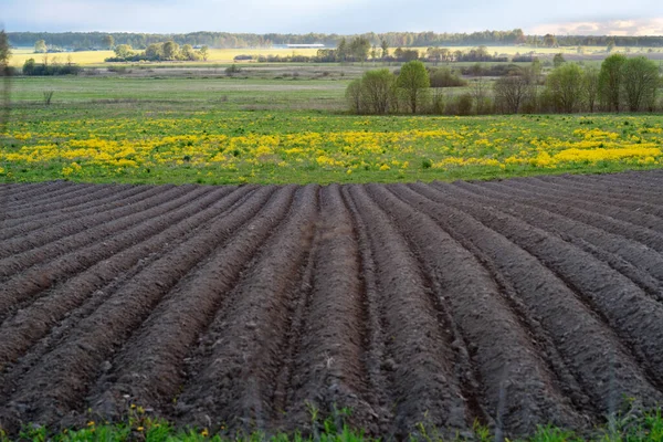Lente Landschap Met Vers Gegraven Landbouwveld Met Groeven Bloeiende Veld — Stockfoto