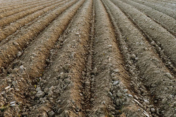 在准备种植蔬菜的农村田里新挖的犁沟 — 图库照片