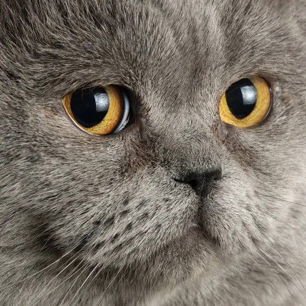 Portrait Beautiful Mature Male British Shorthair Cat Looking Camera Close — Stock Photo, Image