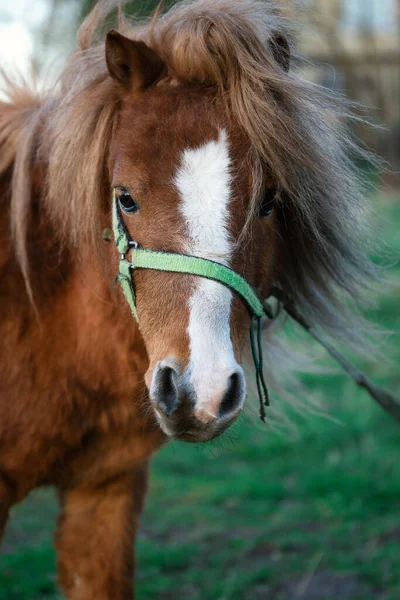 Retrato Cavalo Pônei Macho Bonito Jovem Arnês Livre Primavera Campo — Fotografia de Stock