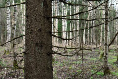 İlkbaharda huş ağacının ön planında bir köknar ağacının gövdesi. Orman arkaplanı