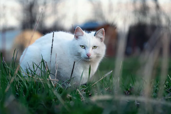 Gato Branco Senta Grama Verde Prado Campo Cuidadosamente Olha Para — Fotografia de Stock