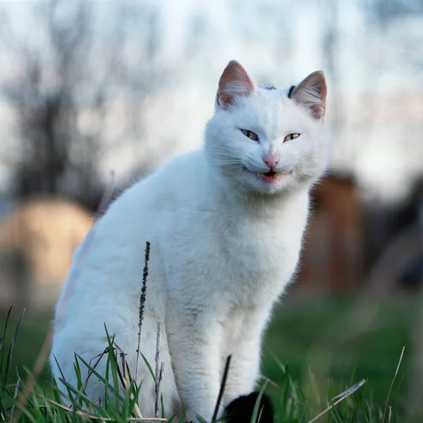 Gato Branco Mira Câmera Sentado Grama Verde Prado Grimace Cara — Fotografia de Stock
