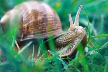 Yaz günü açık havada yeşil çimlerde sürünen üzüm salyangozu.