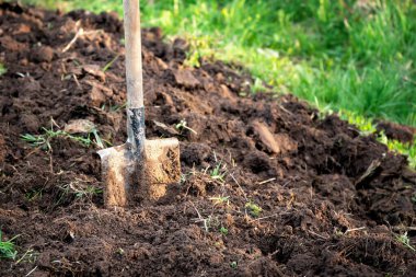 Shovel stuck in the ground on the garden bed. Gardening tool and equipment. Garden work at summer or spring clipart