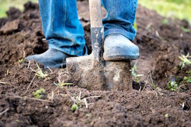 Male feet in rubber boots digging the ground in the garden bed with an old shovel in the summer garden clipart