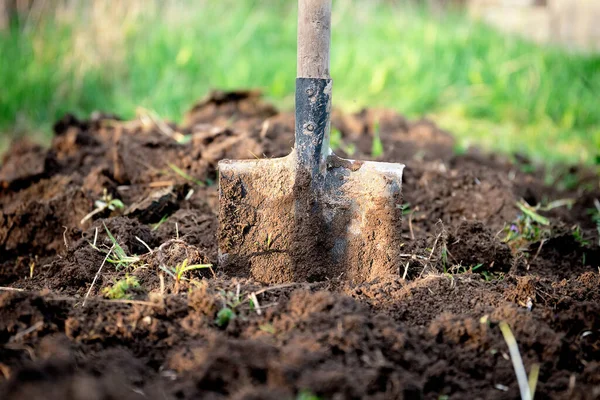Shovel stuck in the ground on the garden bed. Gardening tool and equipment. Garden work concept. Front view — Stock Photo, Image