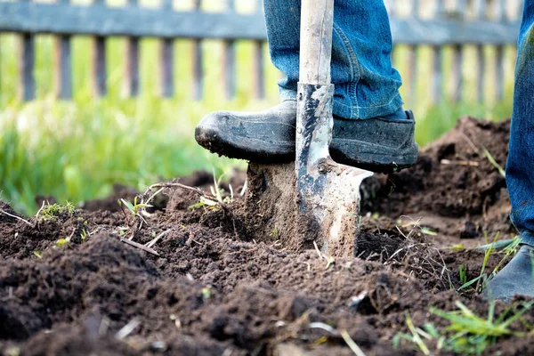 Мужская нога в резиновых сапогах копает землю в садовой кровати старой лопатой в летнем саду — стоковое фото