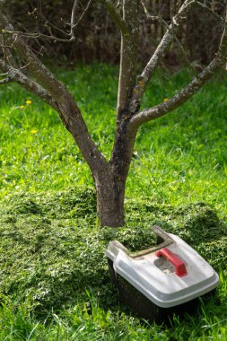 Çim biçme makinesi bir ağacın yanında duruyor. Bir meyve ağacının etrafındaki toprağın gübrelenmesi bahar bahçesinde çim biçildikten sonra budanan çimlerle.