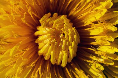 Sarı karahindiba yaprakları Sabah güneşiyle aydınlanır Gölgeli makroyla