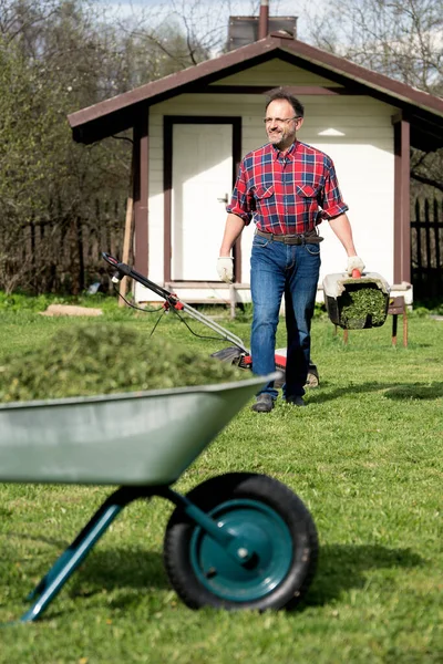 Happy man in a checked shirt carries a full of grass lawnmower container to emptying it into a wheelbarrow. Pleasant work on a country plot in the summer. Lawn mowing near a country house in summer