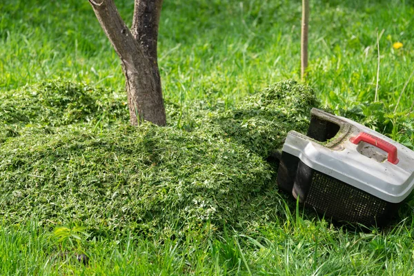 Lawn mower container lies near a tree. Fertilization of the soil around a fruit tree with trimmed grass after lawn mowing in the spring garden