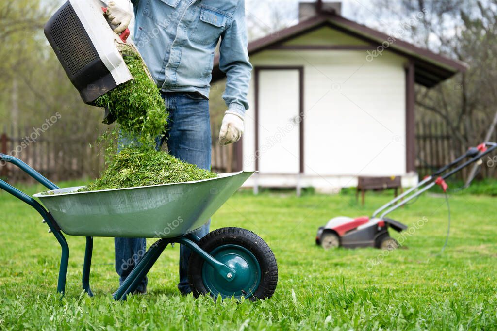 Man pours cut grass out of a lawnmower container into a wheelbarrow in a spring or a summer garden outdoors during lawnmowing