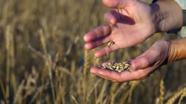 Handen van een boerenvrouw die tarwekorrels van hand tot hand over het tarweveld giet — Stockvideo