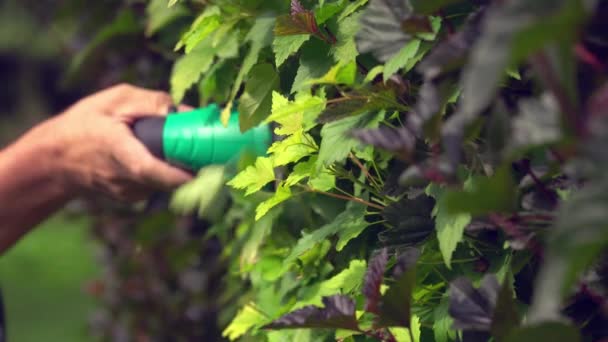 Tukang kebun memangkas daun-daun dan cabang-cabang dengan pemangkas listrik di kebun musim panas. — Stok Video