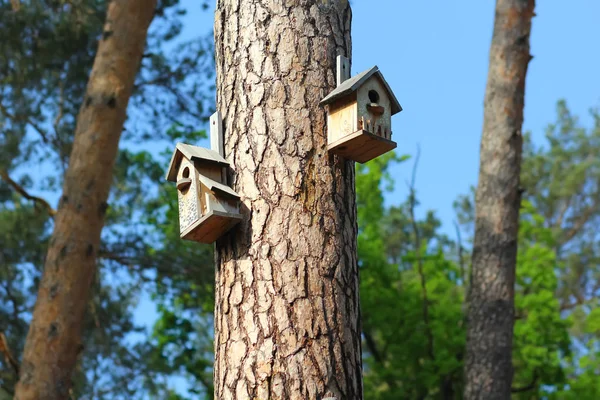 Diy Criativas Casas Pássaros Madeira Feitas Mão Penduradas Pinheiro Parque — Fotografia de Stock