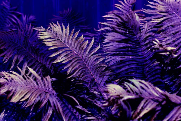 Крупный План Залитых Солнцем Ультрафиолетовых Папоротников Пышная Листва Ботанический Фон — стоковое фото