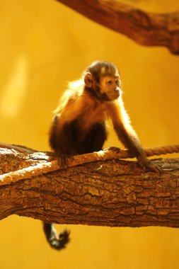 Ağaç dalı Hayvanat Bahçesi muhafaza içinde oturan komik güneşli capuchin maymunu portresi