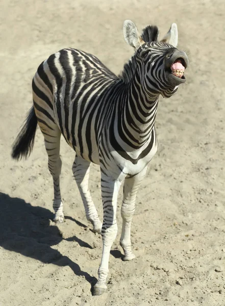Komik Kişneme Zebra Hayvanat Bahçesi — Stok fotoğraf