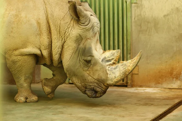 Profiel Portret Van Neushoorn Dierentuin — Stockfoto