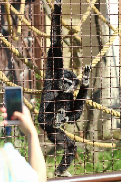 Woman Taking Picture Lar Gibbon Zoo Enclosure Metal Bars — Stock Photo, Image