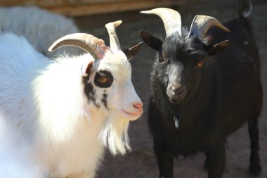 Siyah ve beyaz keçi portresi