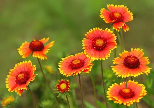 Gaillardia Deckenblume Pflanzengattung Aus Der Familie Der Sonnenblumen — Stockfoto