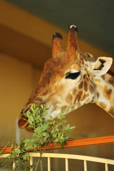 Fechar Cabeça Girafa Comendo Folhas Recinto Zoológico — Fotografia de Stock