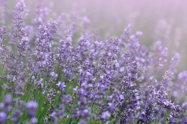 Güneşli lavanta alan, çiçek arka plan