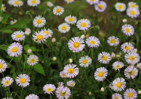 Violet Aster Alpinus Flowers — Stock Photo, Image