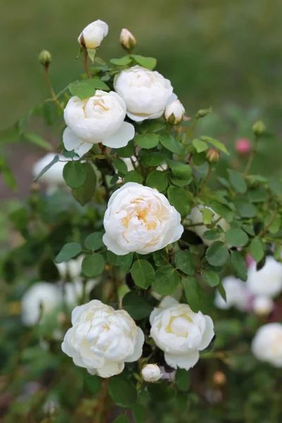 Primer Plano Floración Rosas Rosadas Blancas Arbusto — Foto de Stock