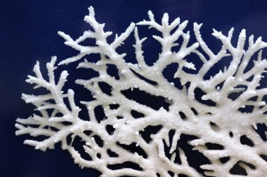 Koyu mavi arka plan beyaz mercan closeup