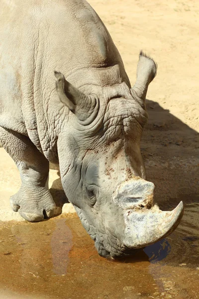 Ritratto Rinoceronte Acqua Potabile — Foto Stock
