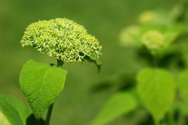 Beyaz hidangea arborescens, yaygın olarak bilinen pürüzsüz hidangea, vahşi hidangea, ya da sevenbark çiçek hakkında
