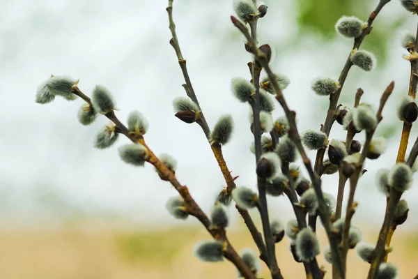 Closeup Spring Pussy Willow Catkins Branches Twigs Bouquet — Stockfoto
