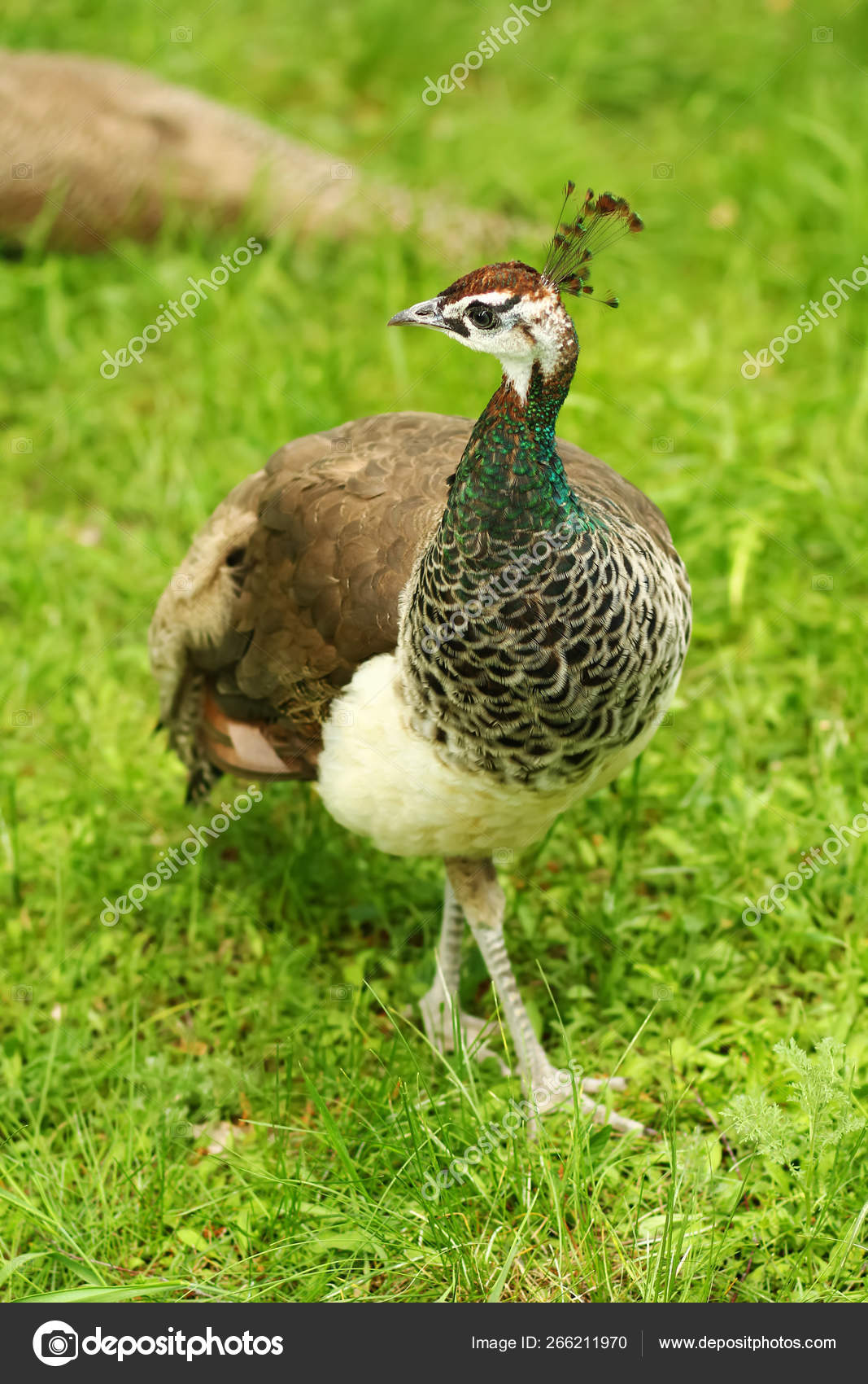 closeup portrait beautiful peafowl female peahen bird stock photo c mr ptica 266211970 closeup portrait beautiful peafowl female peahen bird stock photo c mr ptica 266211970