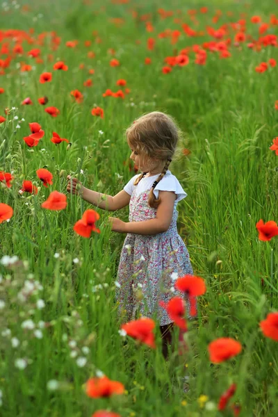 Drie Jaar Oude Peuter Meisje Zomer Gebied Van Blooming Papaver — Stockfoto