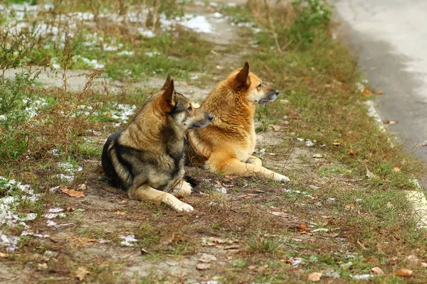 Profile Portrait Two Stray Dogs Looking Same Direction — Stock Photo, Image