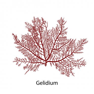 Gelidium veya Chaetangium - thalloid kırmızı yosun bir cins, genellikle agar yapmak için kullanılır. Elle çizilmiş vektör illüstrasyonu