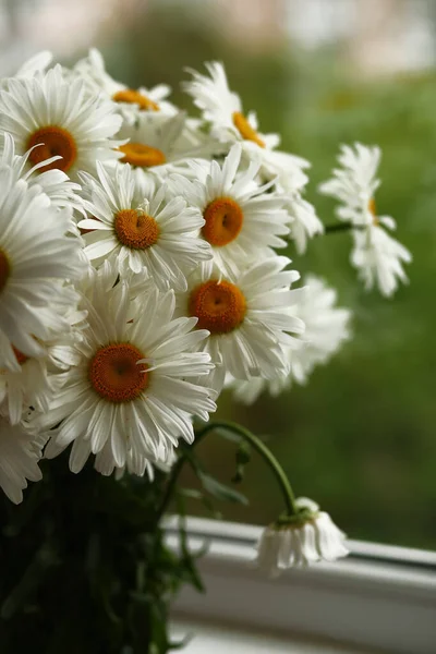 Buquê Grandes Flores Camomila Peitoril Janela — Fotografia de Stock