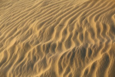 Closeup texture of desert sand dunes on sunset in Oleshky sands, Ukraine clipart