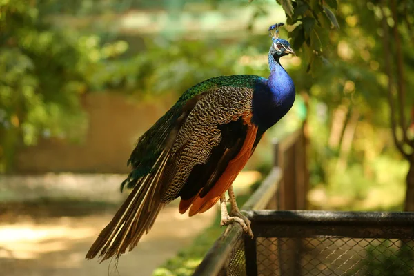 Schöner Pfauenvogel Steht Auf Einem Zaun Sommergarten — Stockfoto