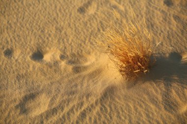 Closeup texture of desert sand dunes and plants on sunset in Oleshky sands, Ukraine clipart