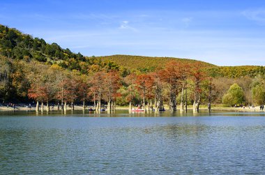 Sonbahar gölde selvi görünümünü Shore