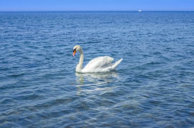 Beyaz Kuğu denizde.