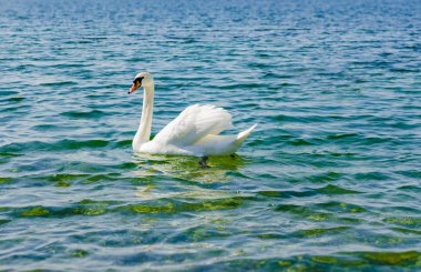 Beyaz Kuğu denizde.