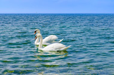Siyah deniz üzerinde beyaz kuğu.