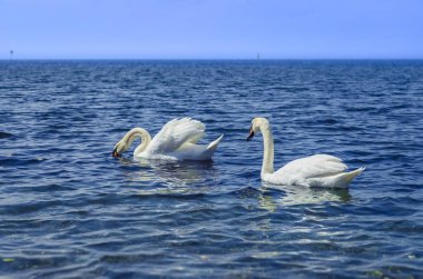 Siyah deniz üzerinde beyaz kuğu.