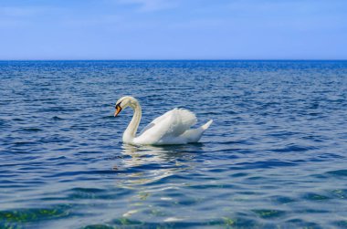 Beyaz Kuğu denizde.